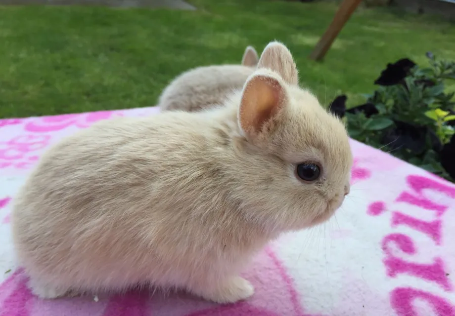 Why I Choose A Netherlands Dwarf Rabbit